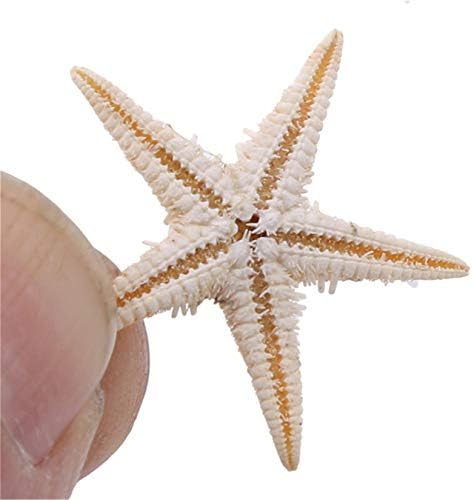 ZALING 100 Pcs Finger Starfish Decor Frame Ornaments