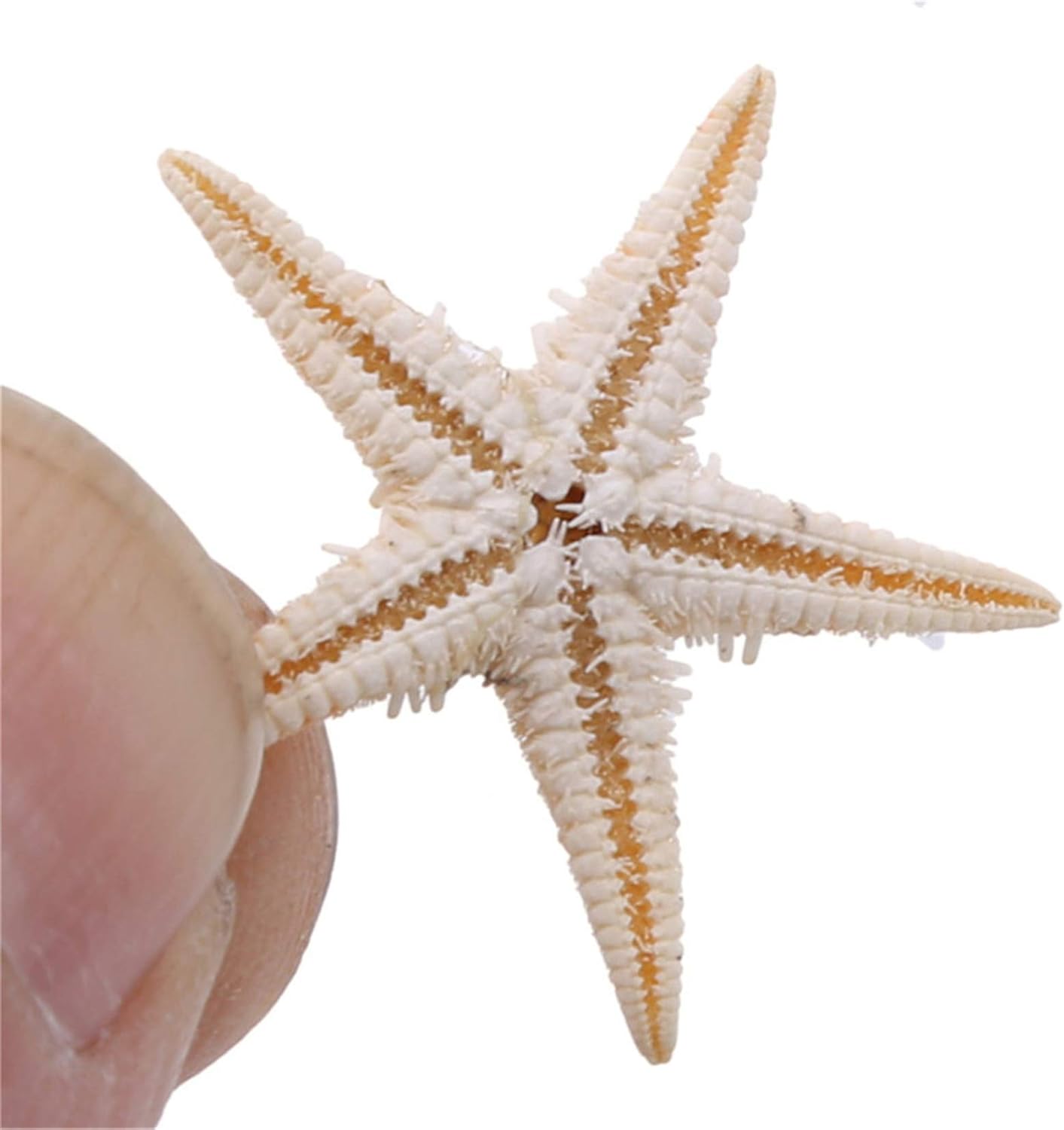 ZALING 100 Pcs Finger Starfish Decor Frame Ornaments